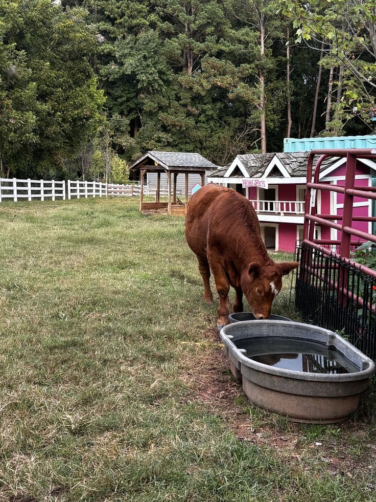How to Keep Your Troughs from Freezing Without Electricity