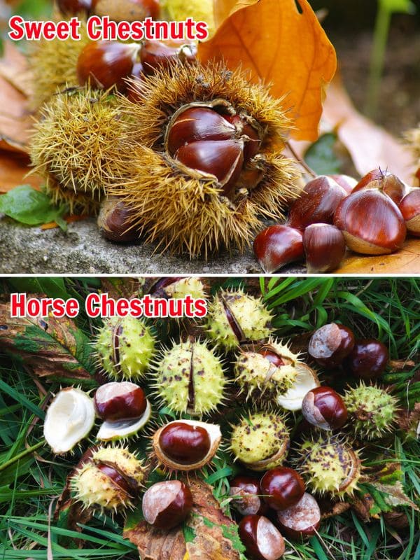 Why You Should Hang a Bag of Wild Chestnuts in Your Home This Fall Why You Should Hang a Bag of Wild Chestnuts in Your Home This Fall