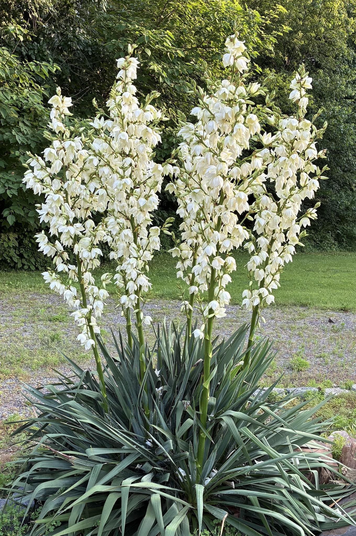 10 Plants You Can Use as Natural Soap