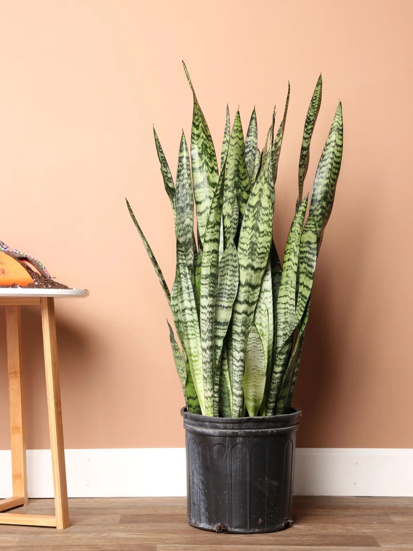10 Stunning Types of Snake Plants You’ll Love