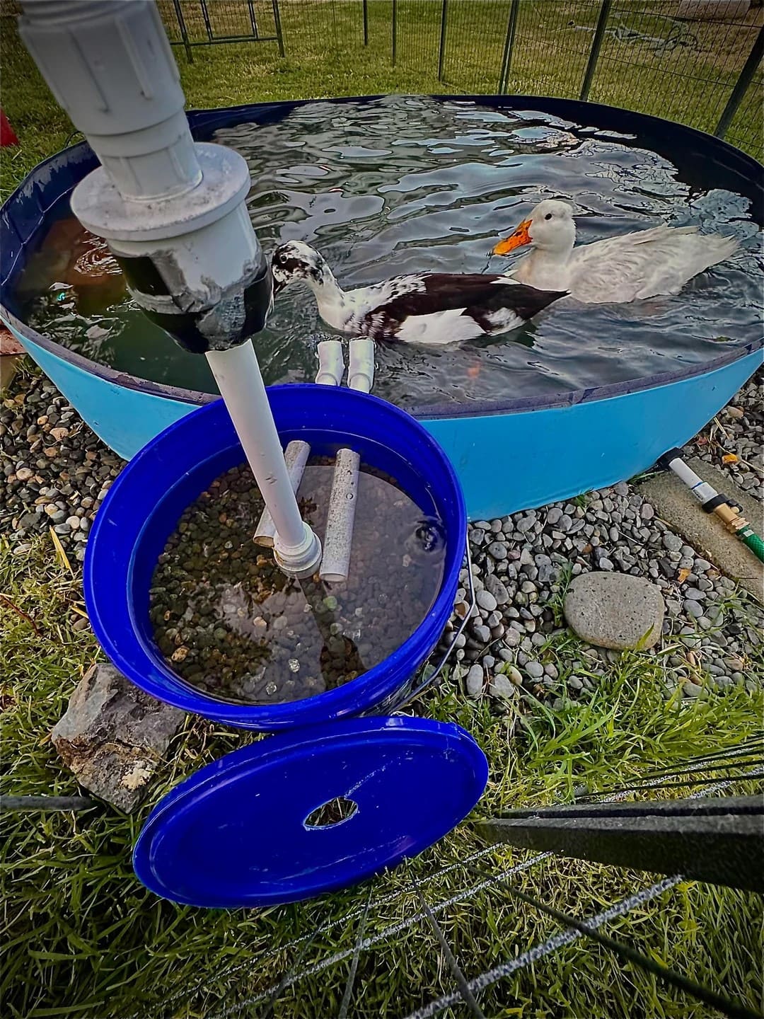 Blue-Barrel Filtered Splash Pond