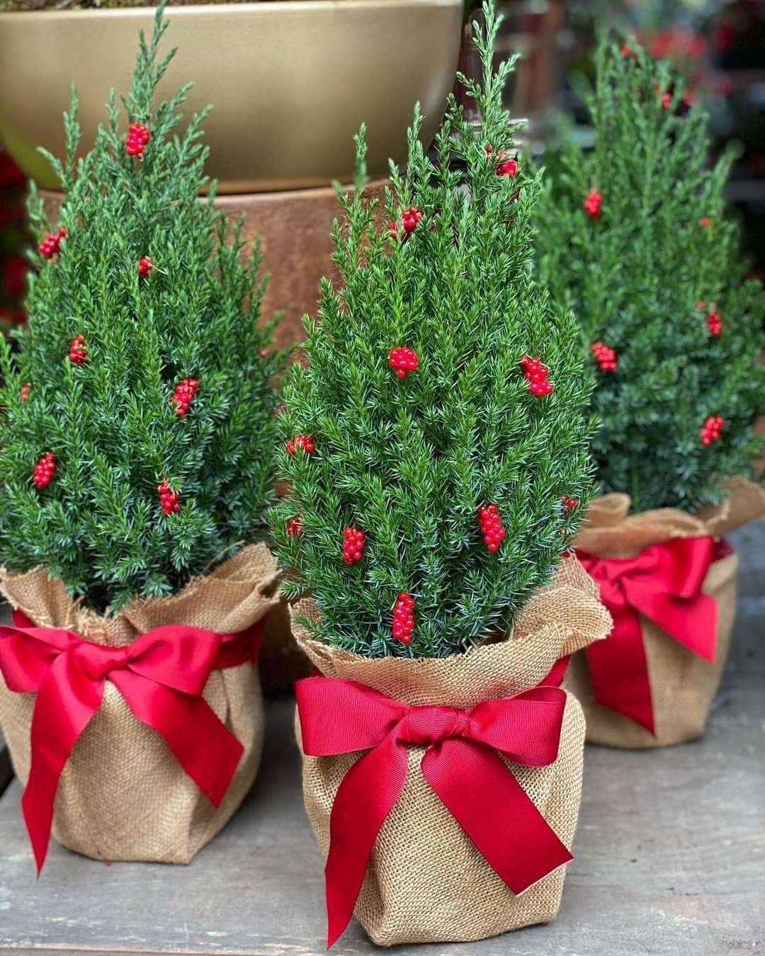 Burlap-Wrapped Mini Evergreen Trio