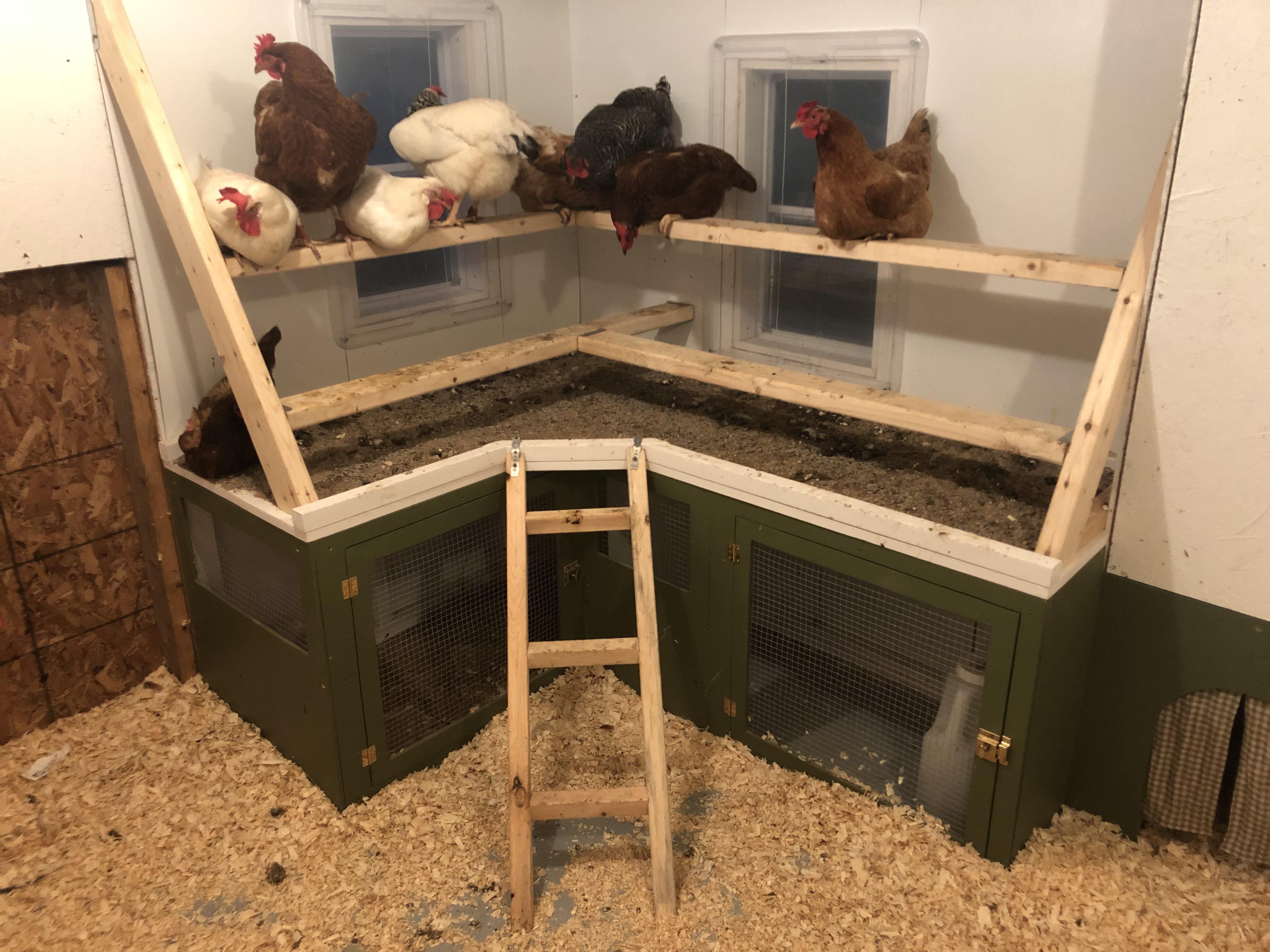 8 Genius Roosting Bar Poop Chute Ideas to Keep Your Coop Clean