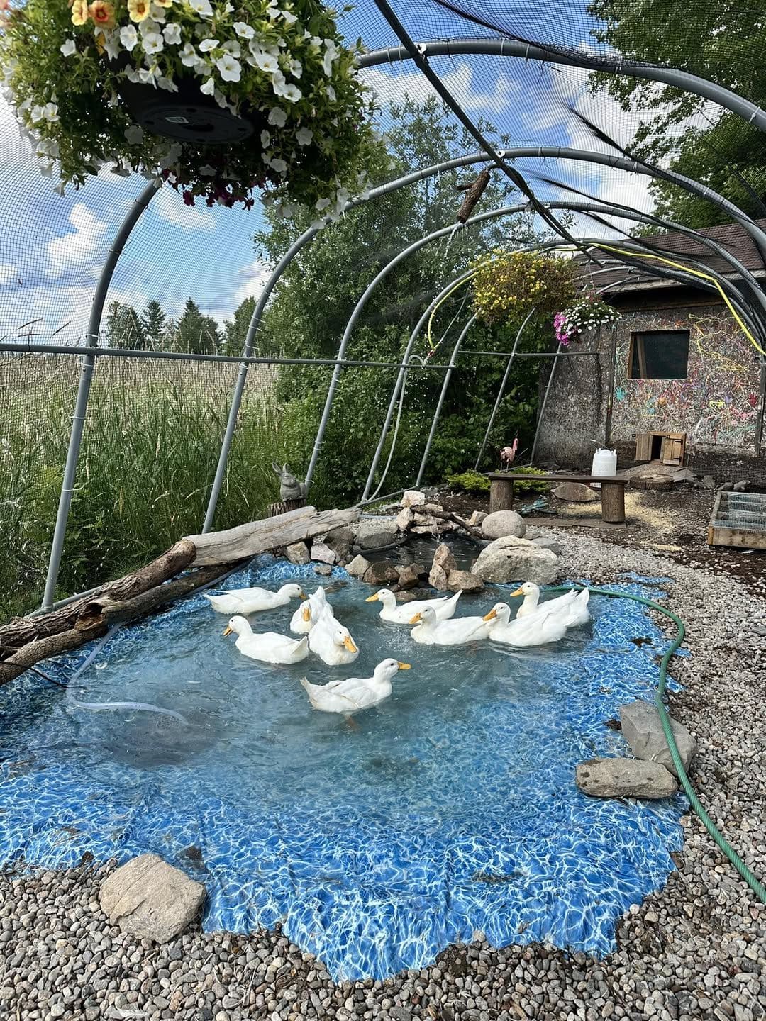 Covered Lagoon Duck Habitat