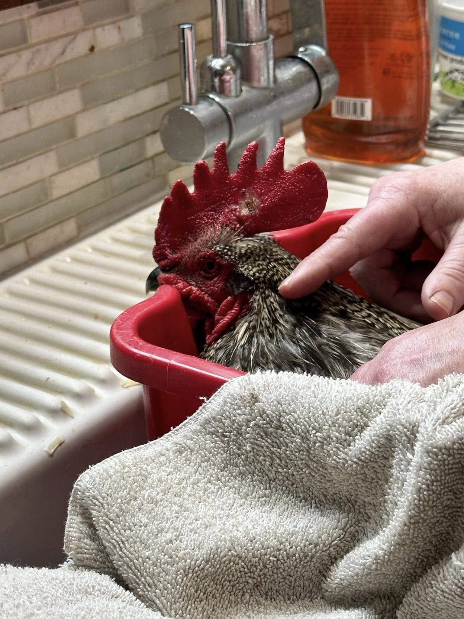 DIY Chicken Soaking Box for Bumblefoot Treatment