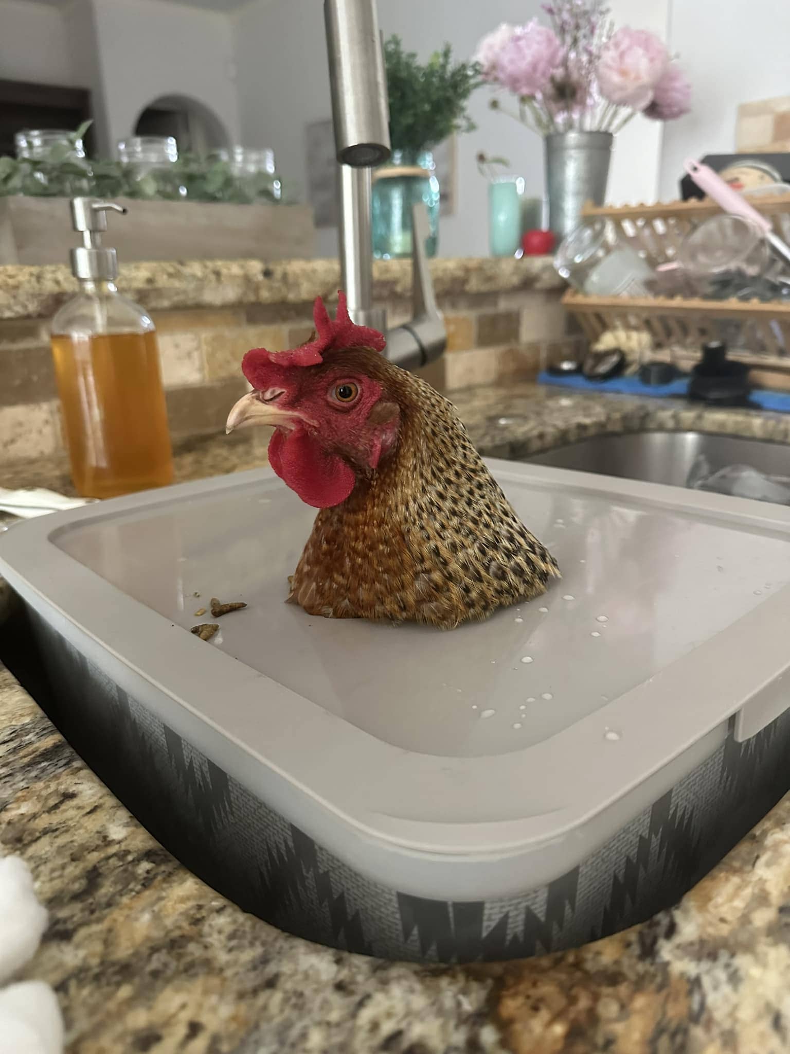 DIY Chicken Soaking Box for Bumblefoot Treatment