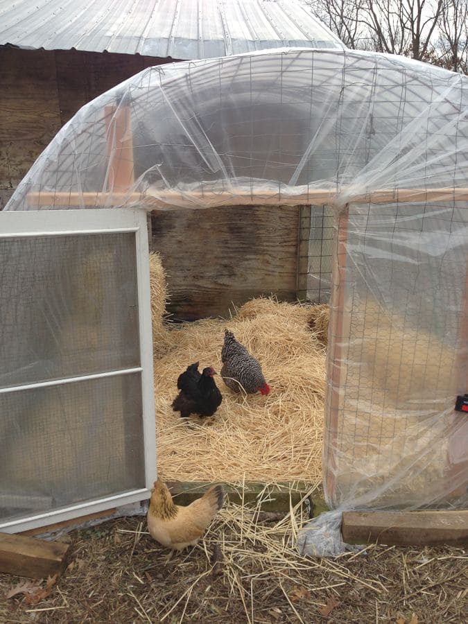 10+ Winterproof Ideas to Keep Your Livestock Warm and Safe DIY Greenhouse Chicken Shelter