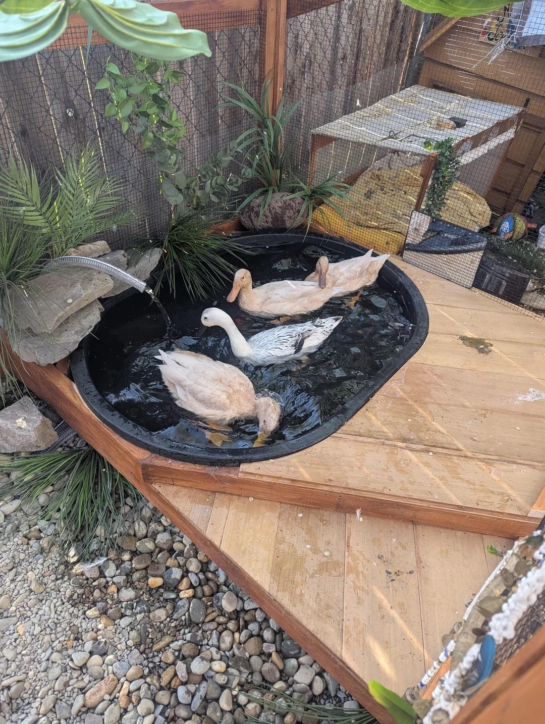 Deck-Side Oasis Pond