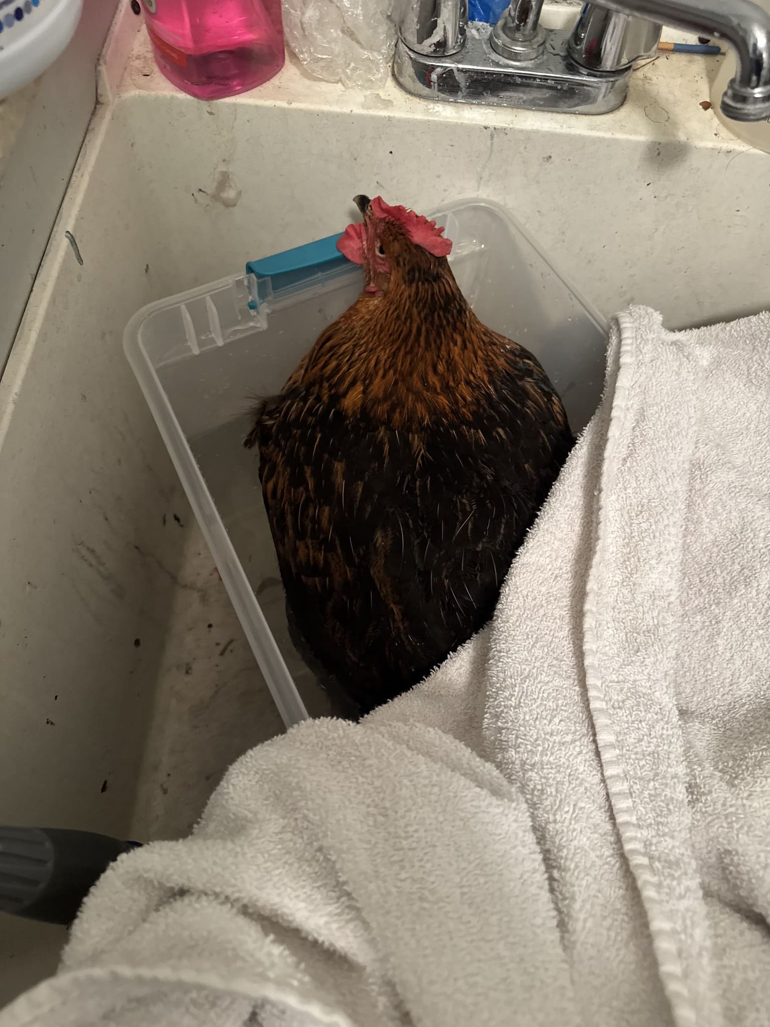 DIY Chicken Soaking Box for Bumblefoot Treatment