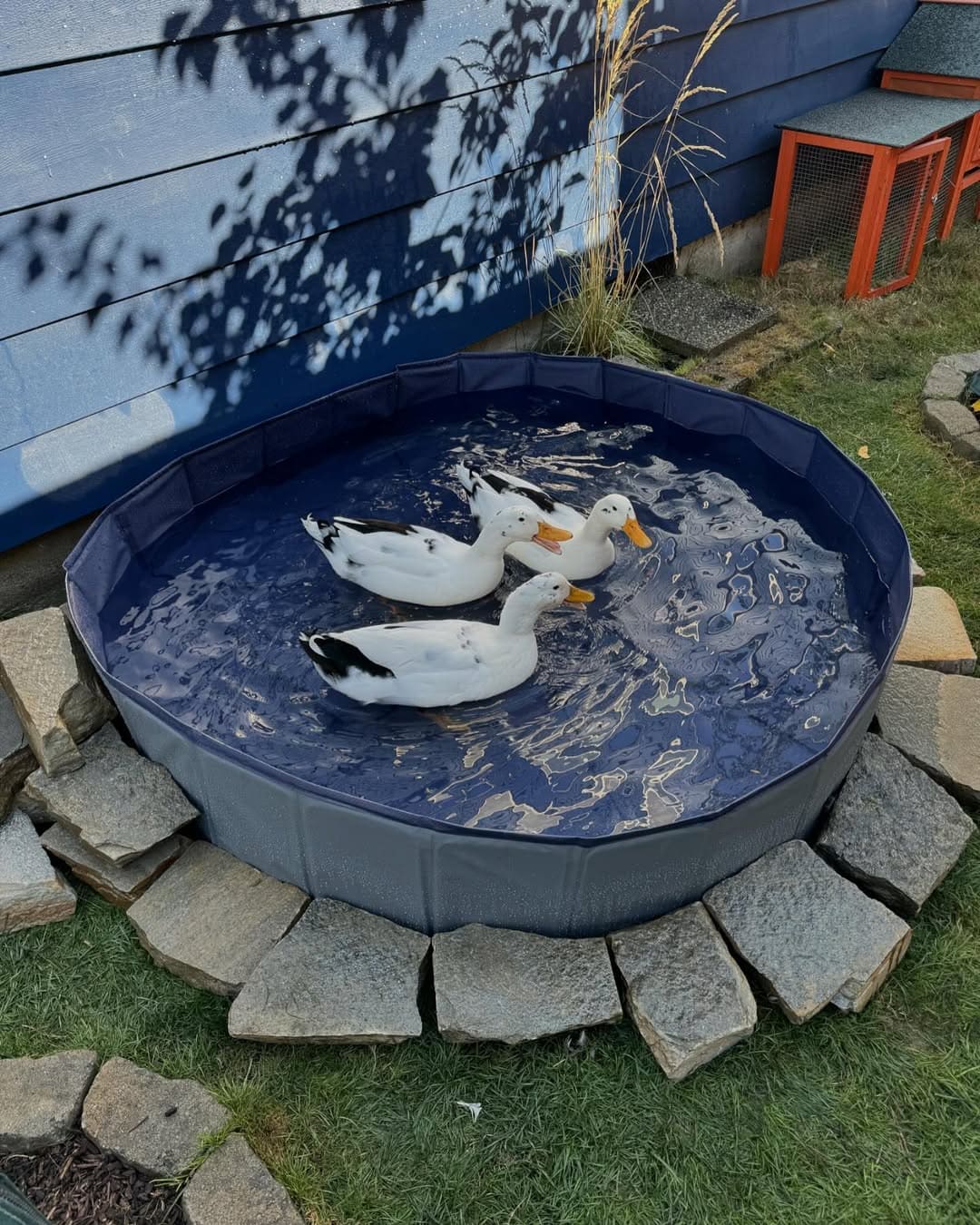 Foldable Backyard Duck Pool