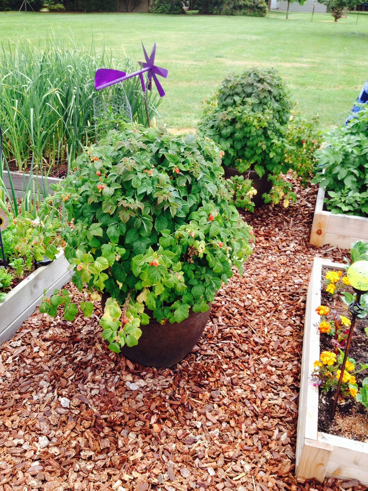 How to Make Mulch from Wood Chips for Your Garden How to Make Mulch from Wood Chips for Your Garden