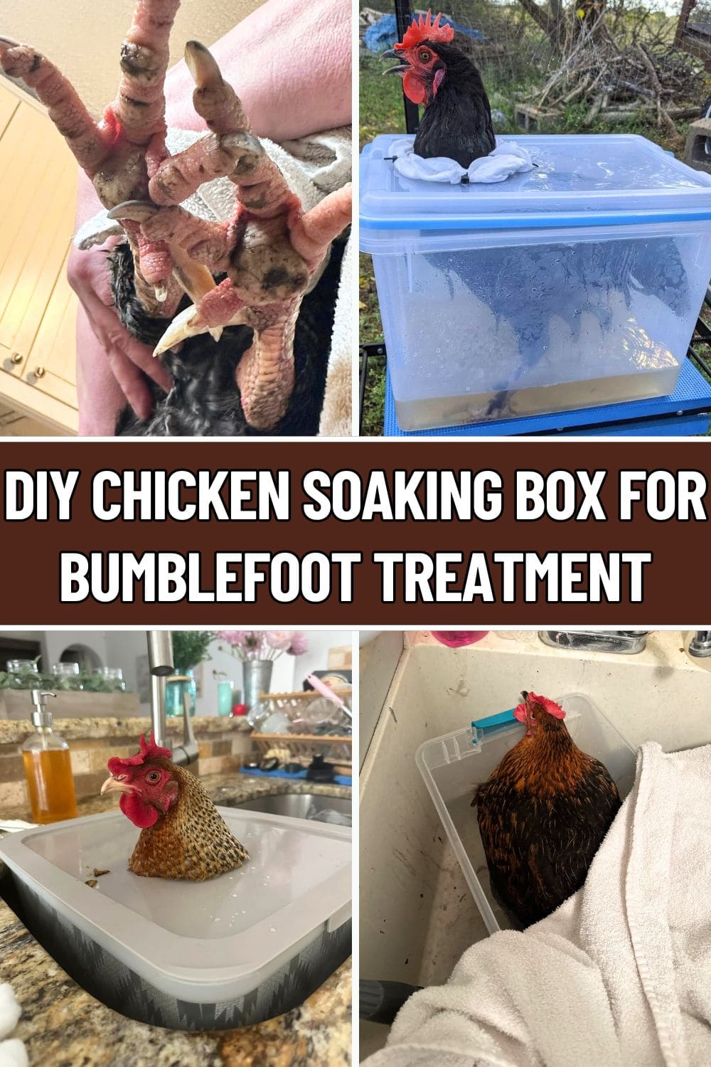 DIY Chicken Soaking Box for Bumblefoot Treatment