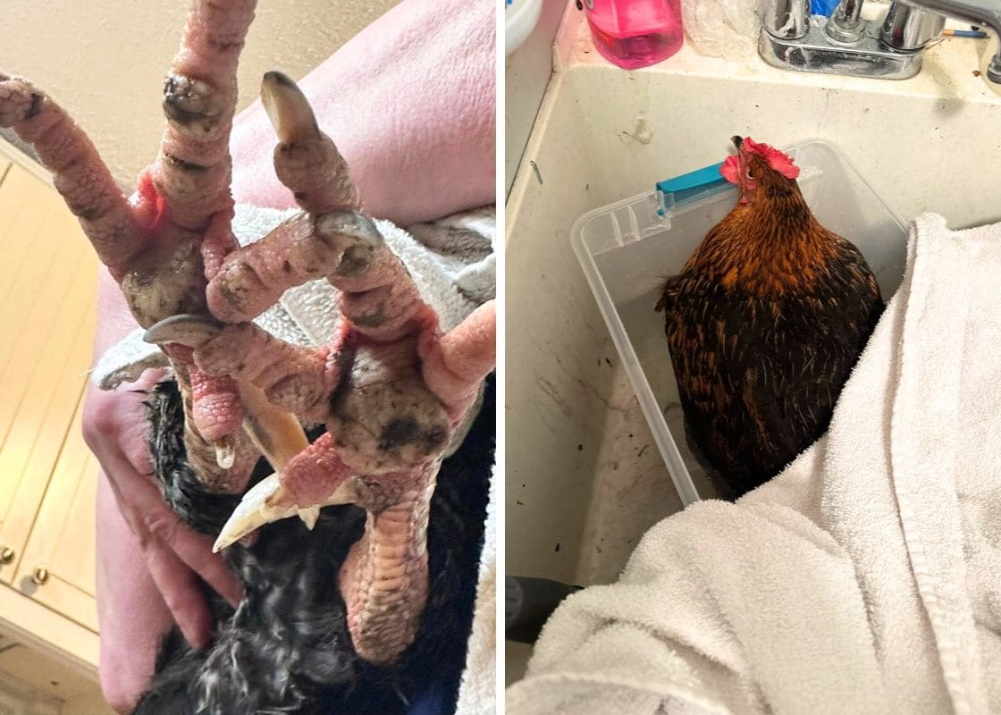 DIY Chicken Soaking Box for Bumblefoot Treatment