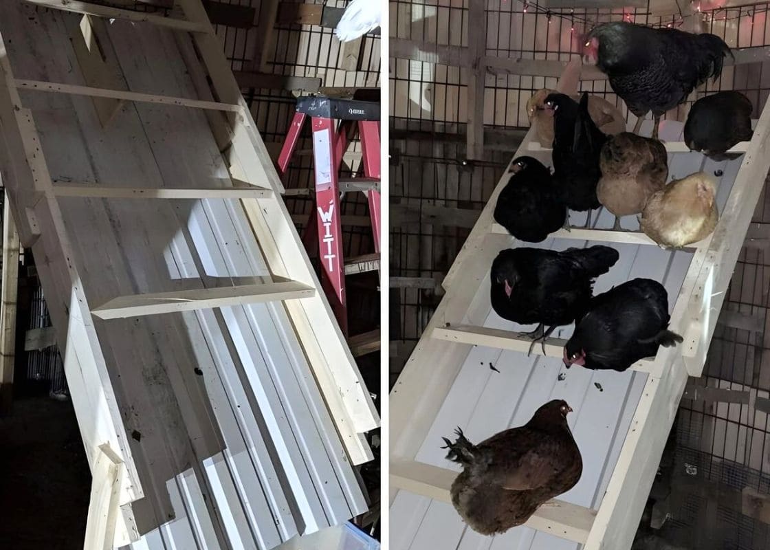 How to Build a Vertical Chicken Roost That Keeps Your Coop Clean and Cozy