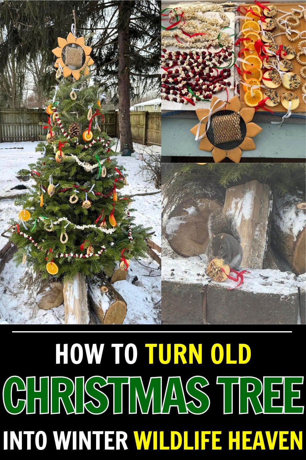 How to Turn Your Old Christmas Tree Into a Winter Wildlife Haven