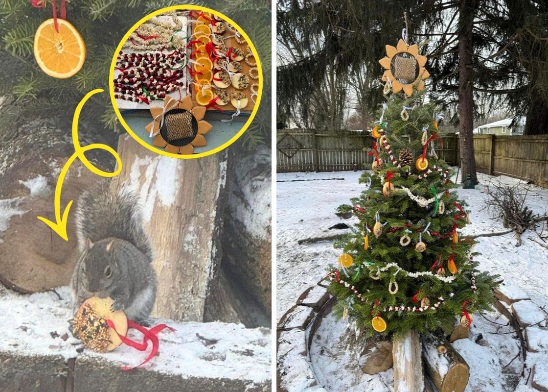 How to Turn Your Old Christmas Tree Into a Winter Wildlife Haven