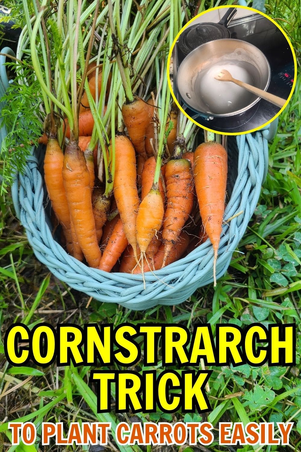 Planting Carrot Seeds Easily With This Cornstarch Trick Planting Carrot Seeds Easily With This Cornstarch Trick