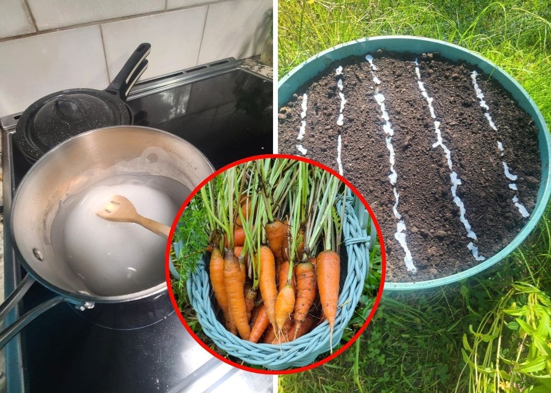 Planting Carrot Seeds Easily With This Cornstarch Trick