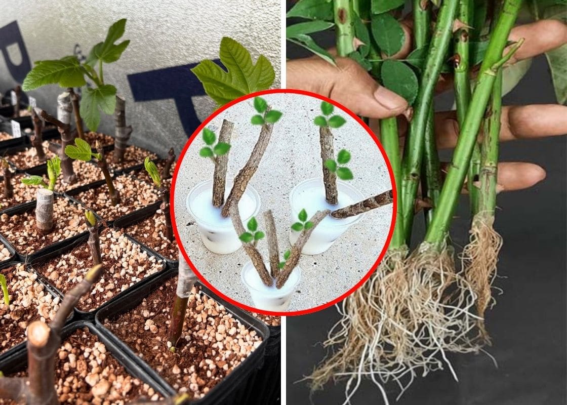 Simple Rooting Tonic From Sweet Potato and Rice