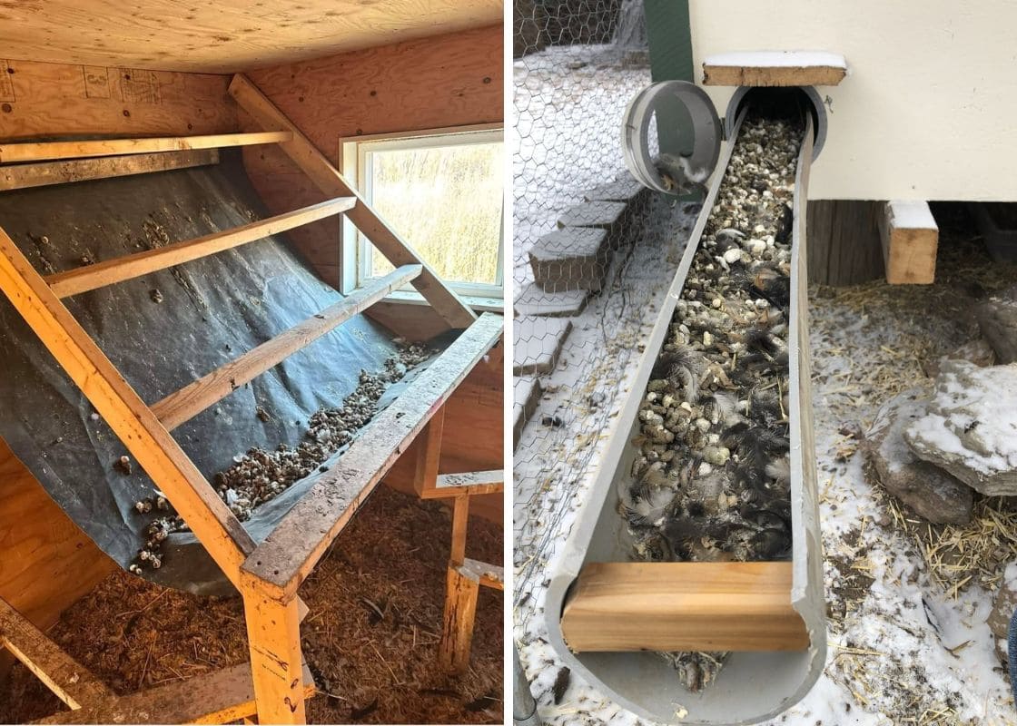 8 Genius Roosting Bar Poop Chute Ideas to Keep Your Coop Clean