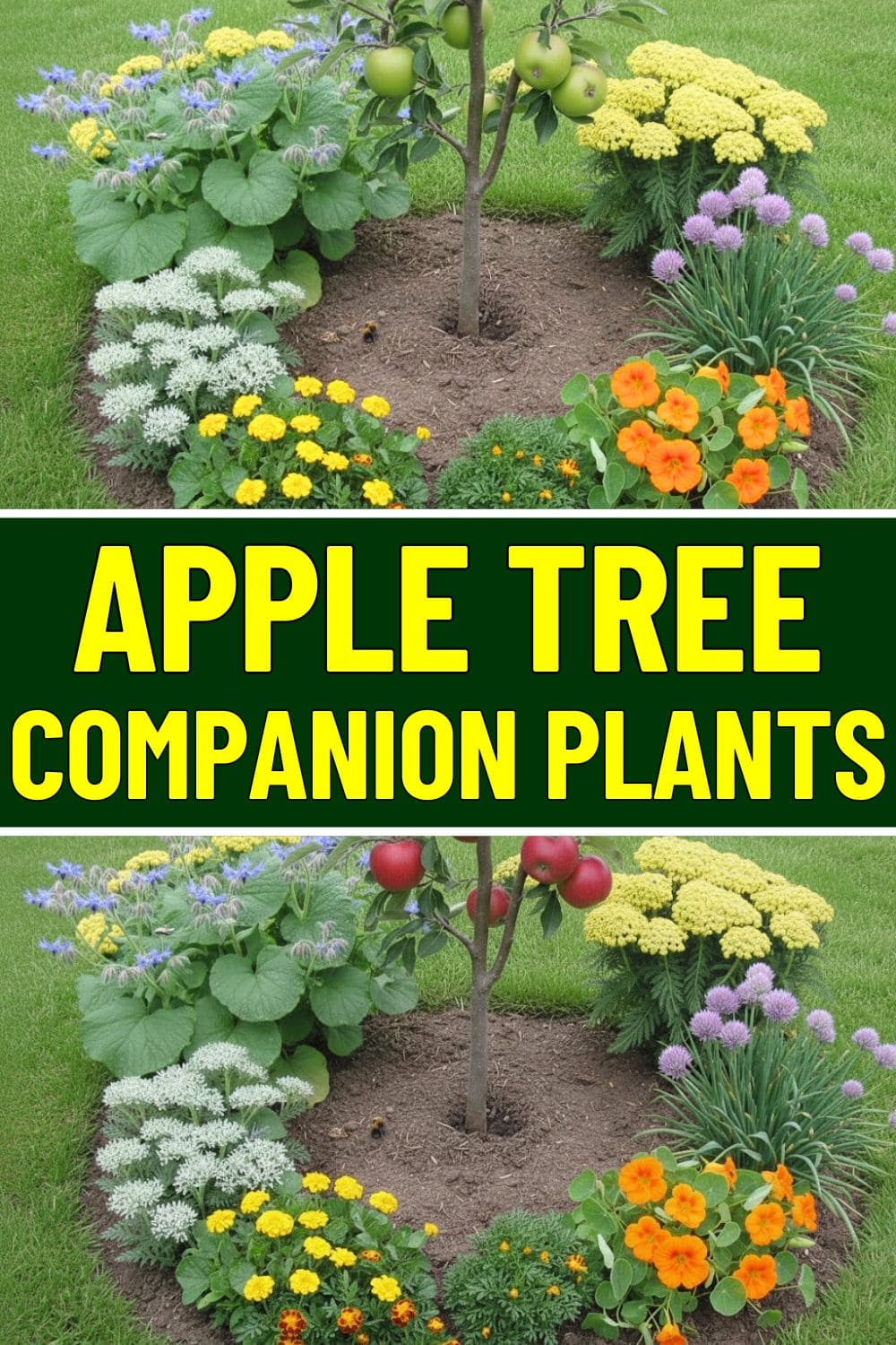 7 Best Companion Plants for Apple Trees 7 Best Companion Plants for Apple Trees