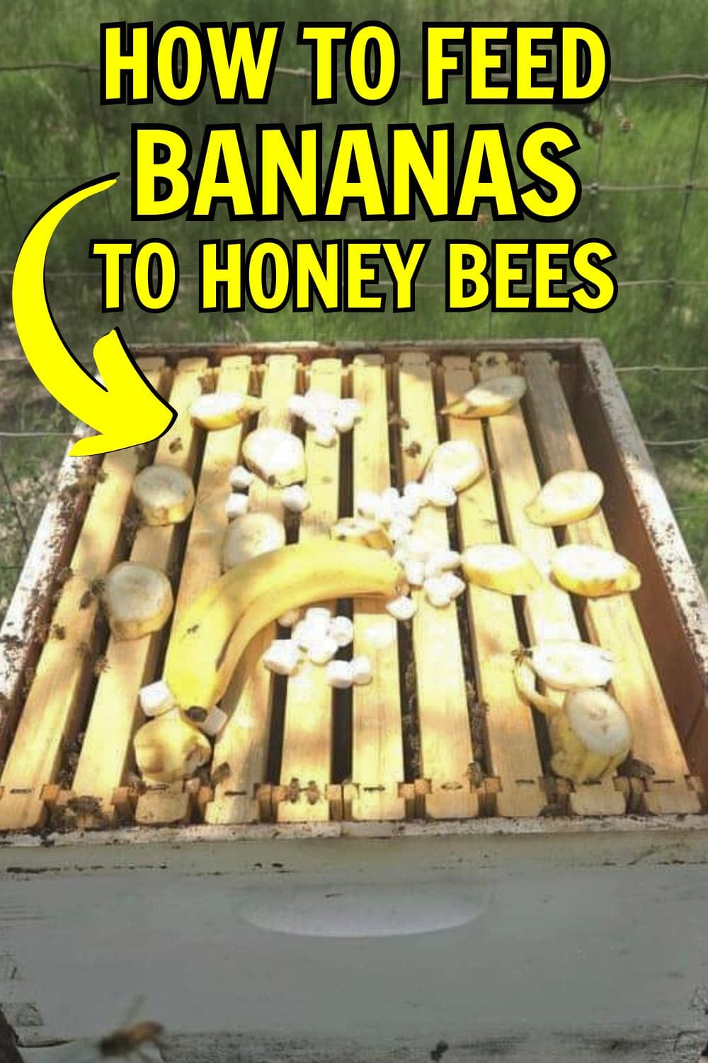 Full Guide on Feeding Bananas to Honey Bees