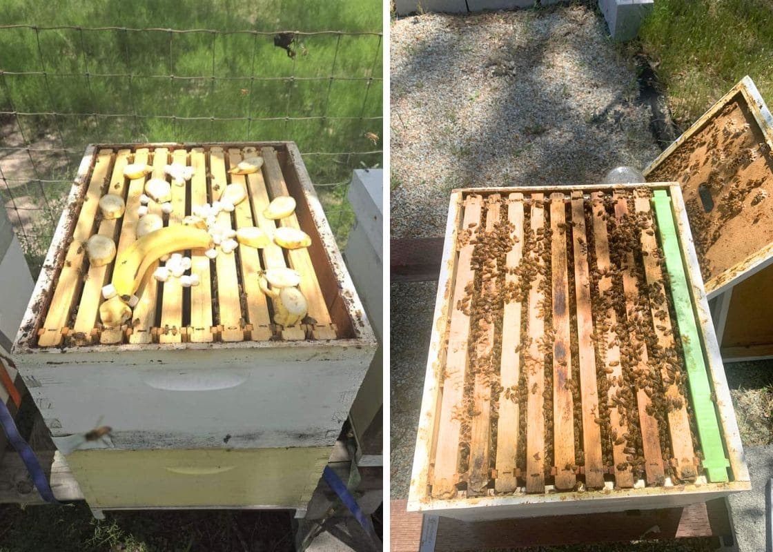 Full Guide on Feeding Bananas to Honey Bees