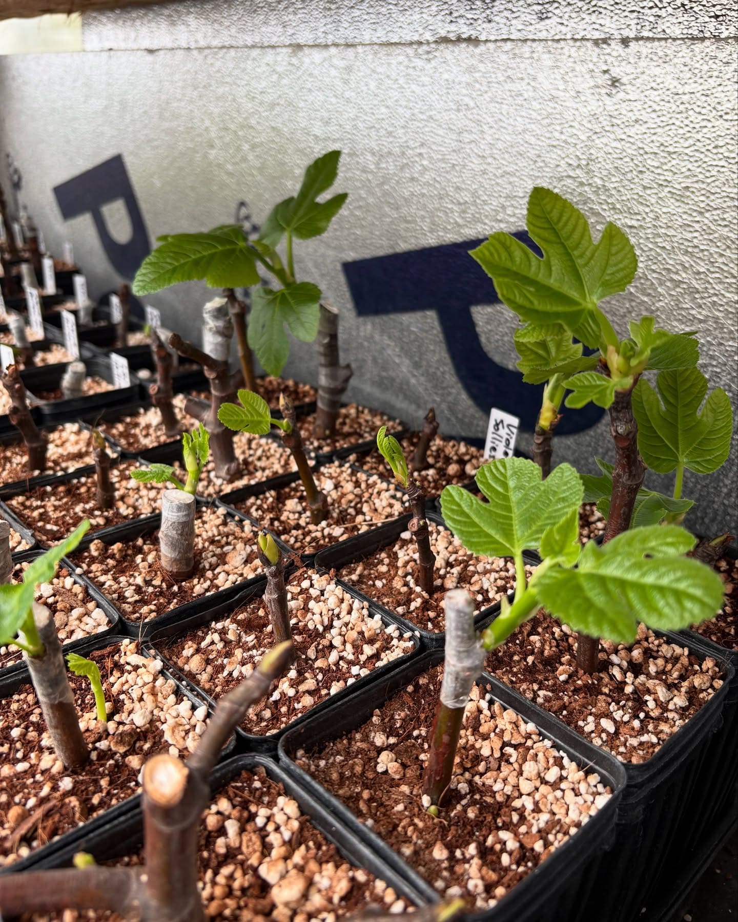 Simple Rooting Tonic From Sweet Potato and Rice Simple Rooting Tonic From Sweet Potato and Rice