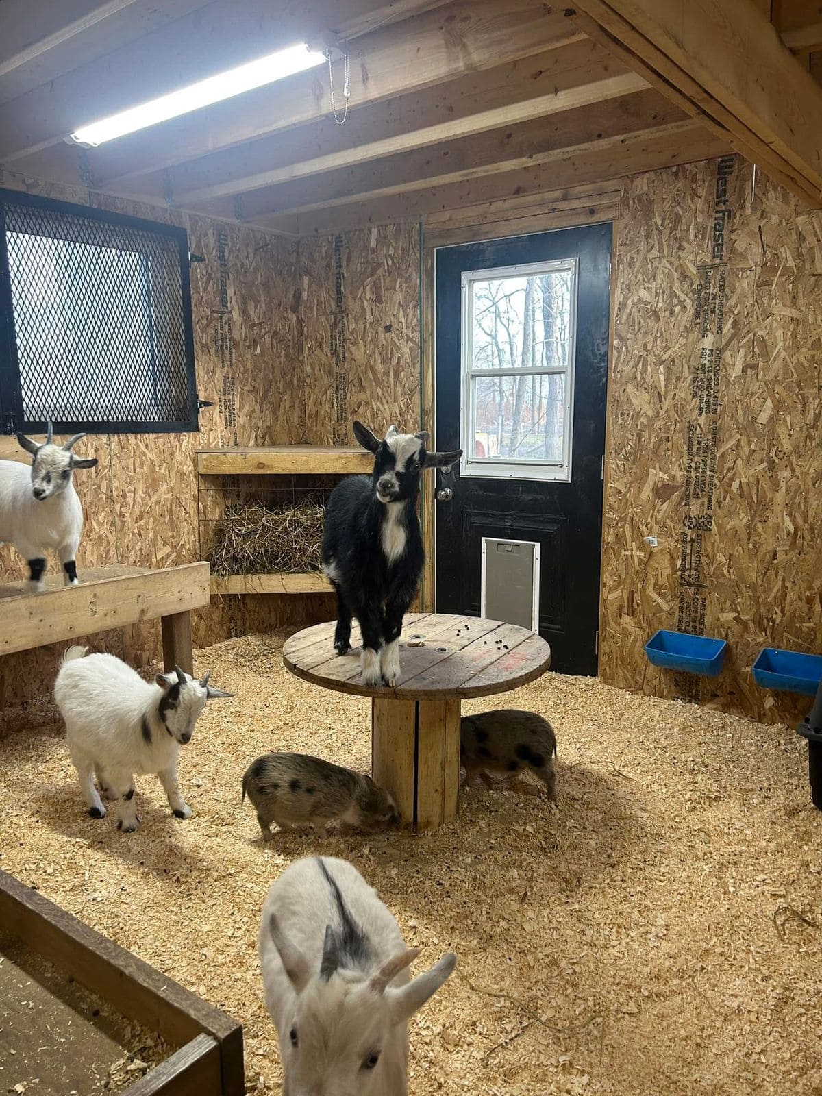 10+ Winterproof Ideas to Keep Your Livestock Warm and Safe Insulated Goat and Pig Barn
