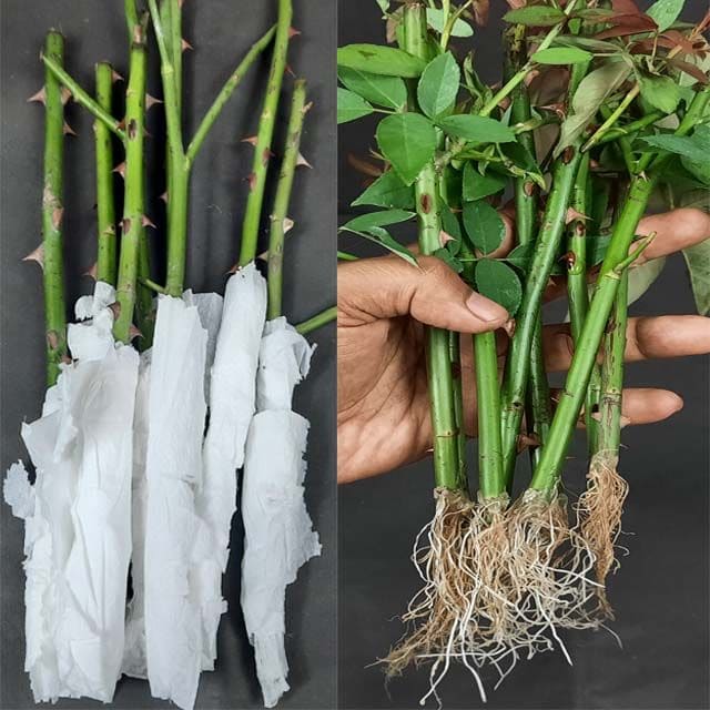 Simple Rooting Tonic From Sweet Potato and Rice Simple Rooting Tonic From Sweet Potato and Rice