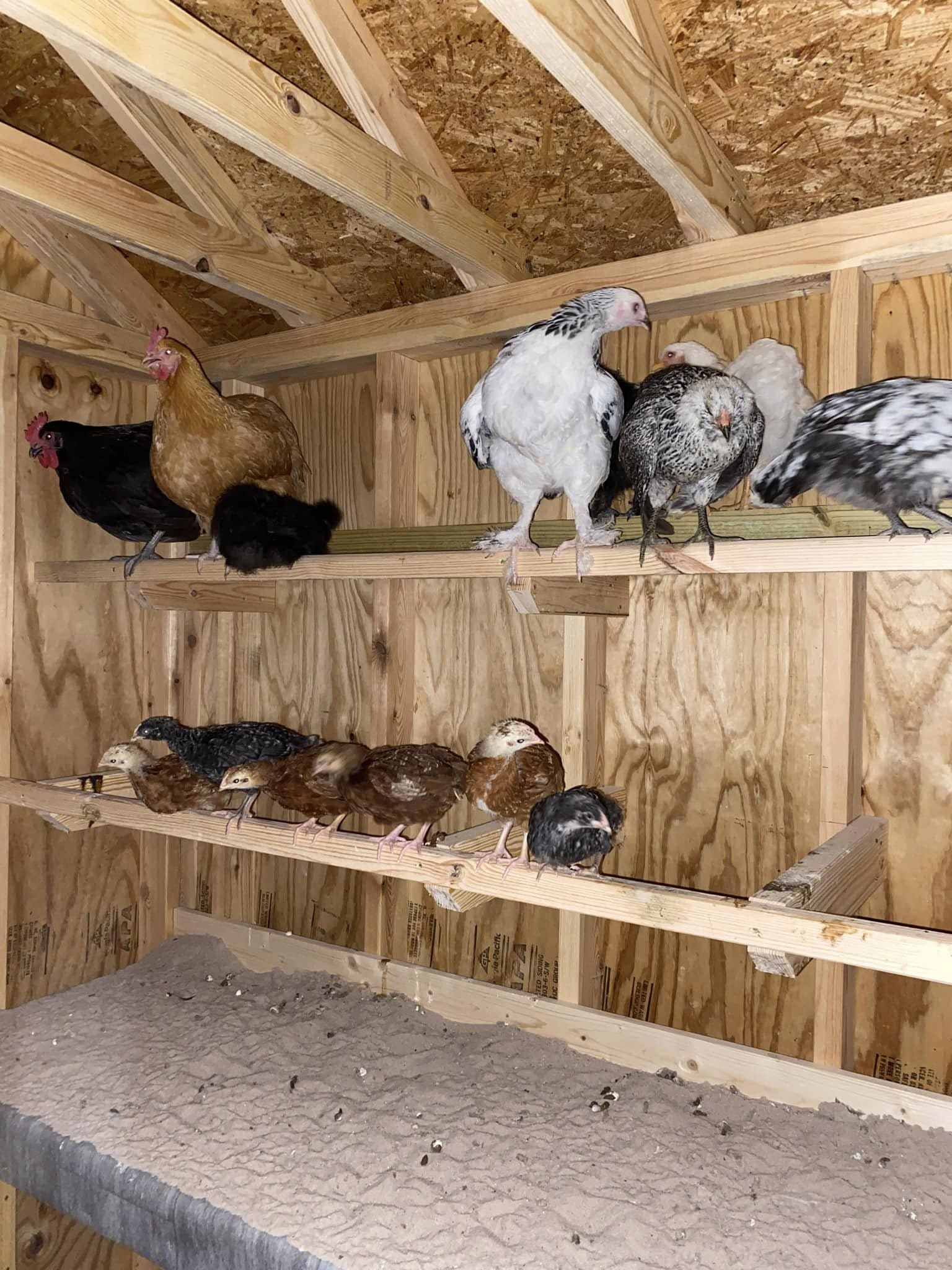 Multi-Tiered Roosting Shelf Setup