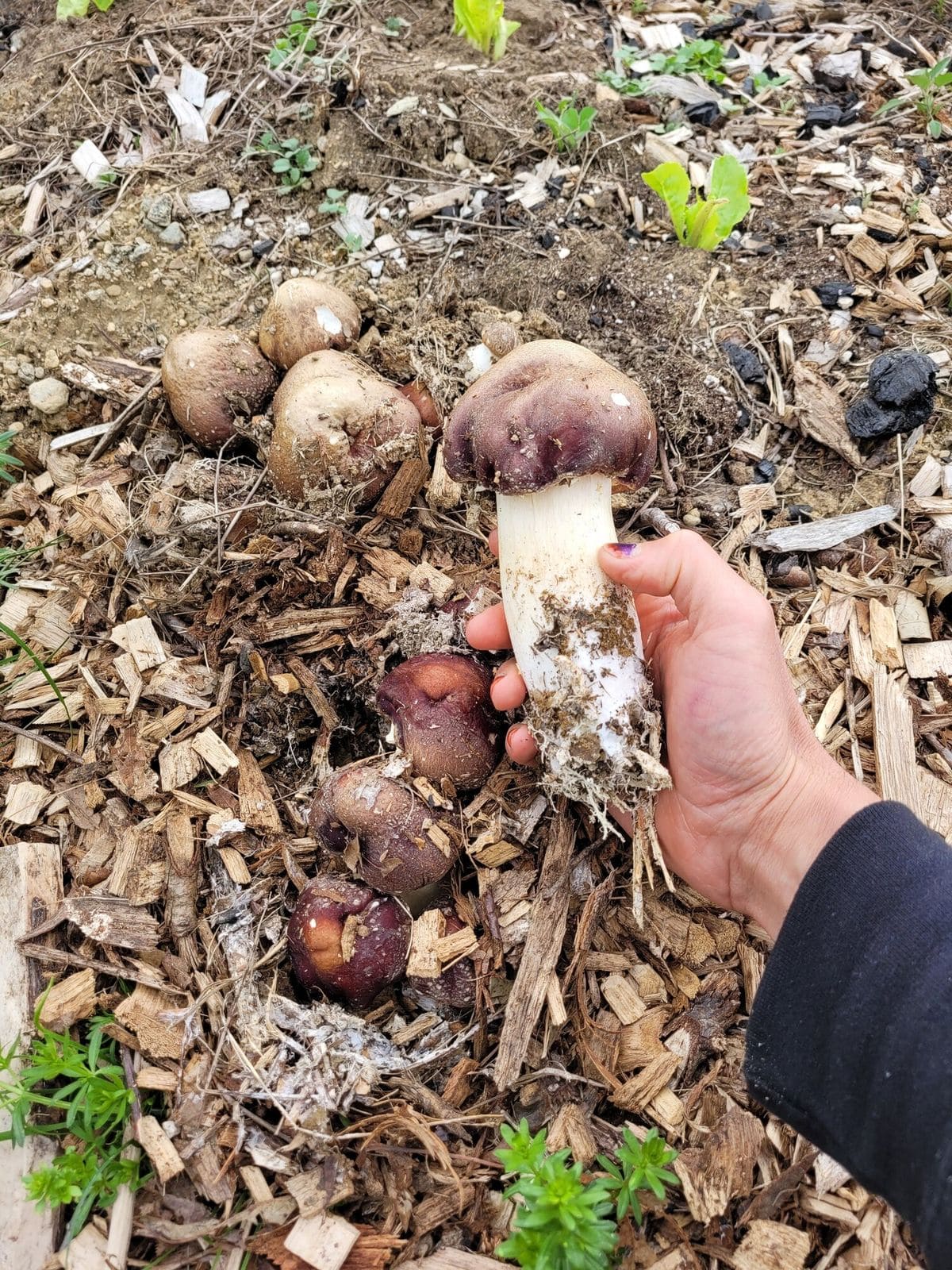 How to Make Mulch from Wood Chips for Your Garden How to Make Mulch from Wood Chips for Your Garden