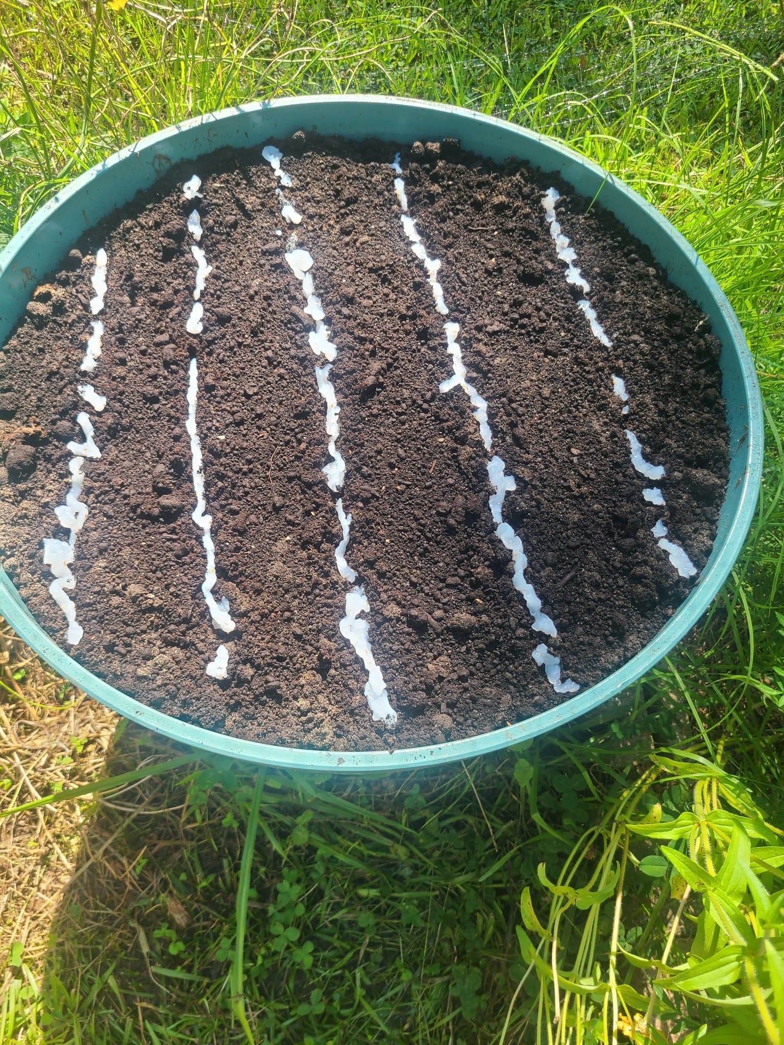 Planting Carrot Seeds Easily With This Cornstarch Trick Planting Carrot Seeds Easily With This Cornstarch Trick