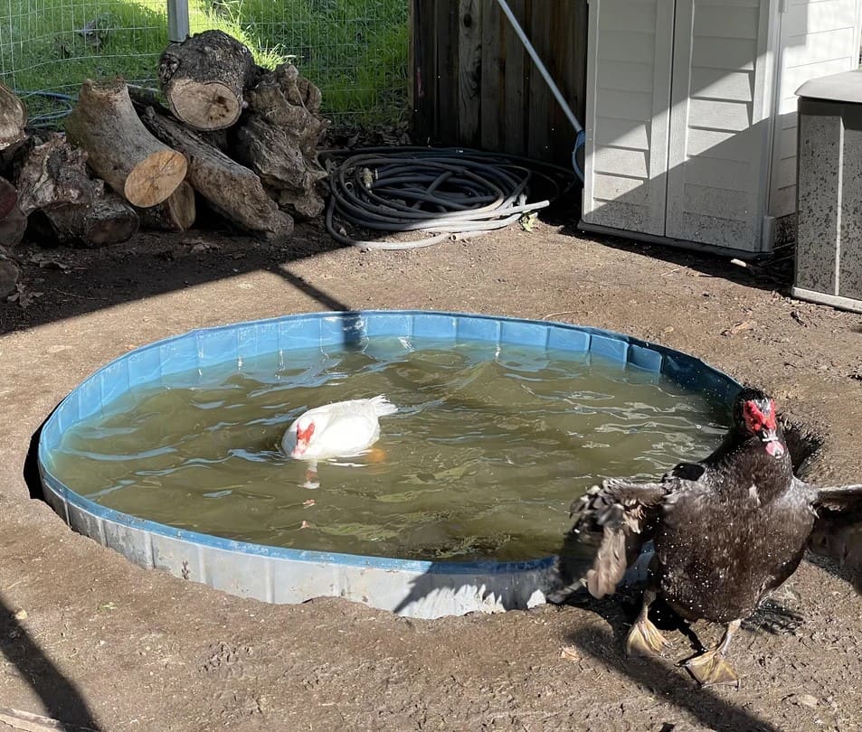 Rustic Ground-Level Splash Pool