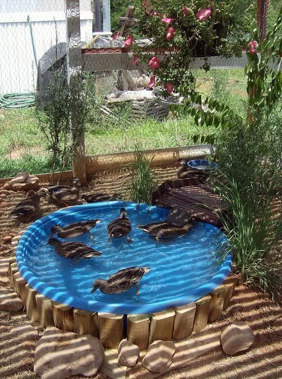 Rustic Kiddie-Pool Duck Oasis