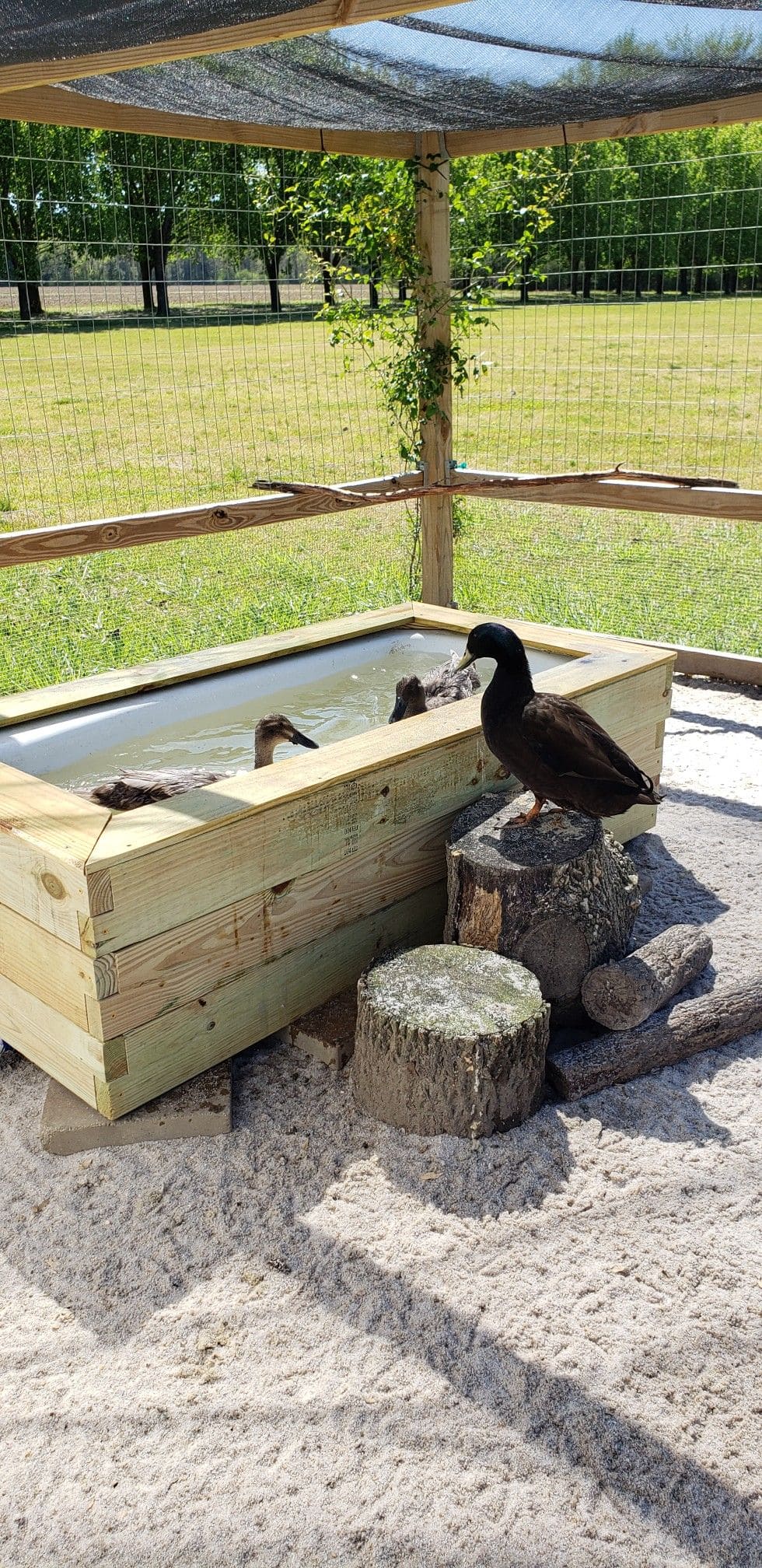Rustic Stock-Tank Splash Spot