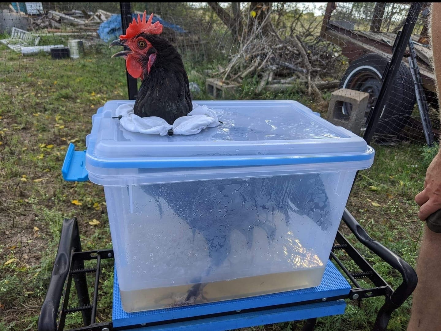 DIY Chicken Soaking Box for Bumblefoot Treatment