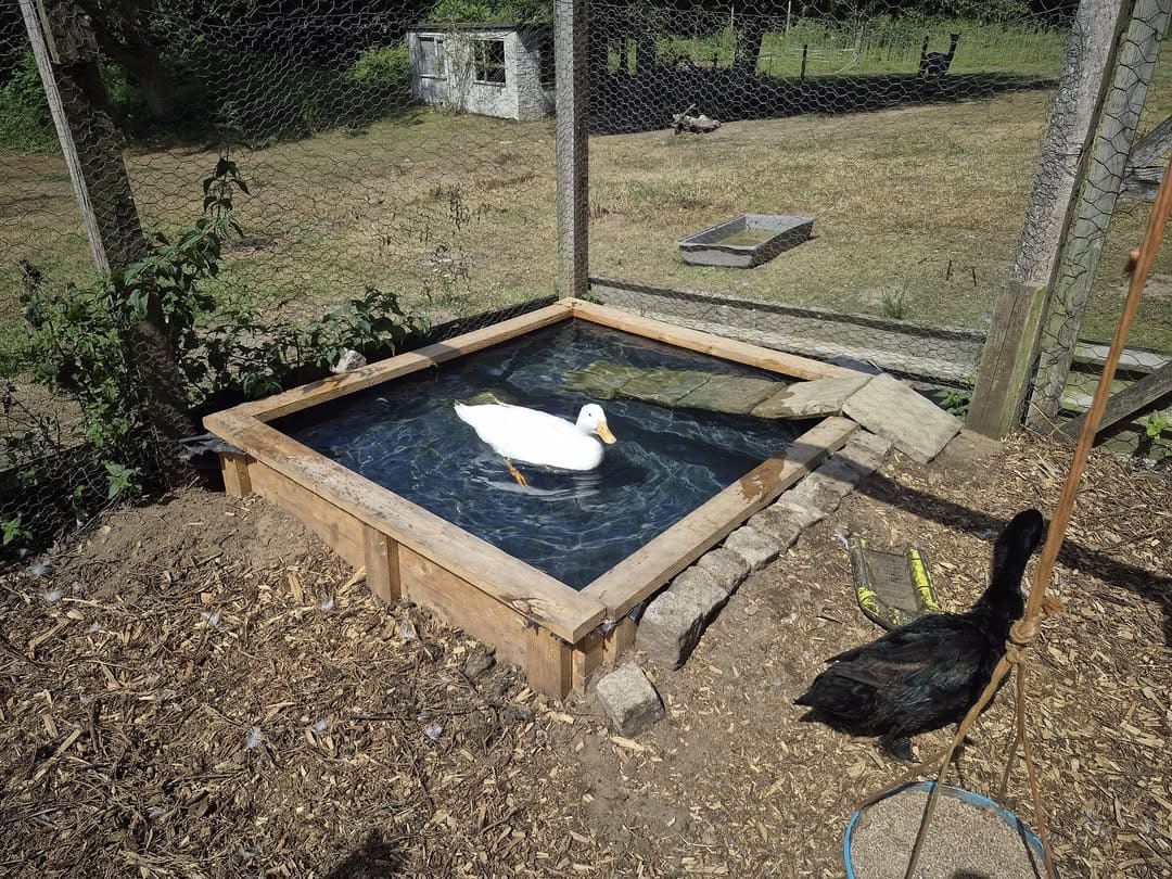 Shallow Square Timber Pond
