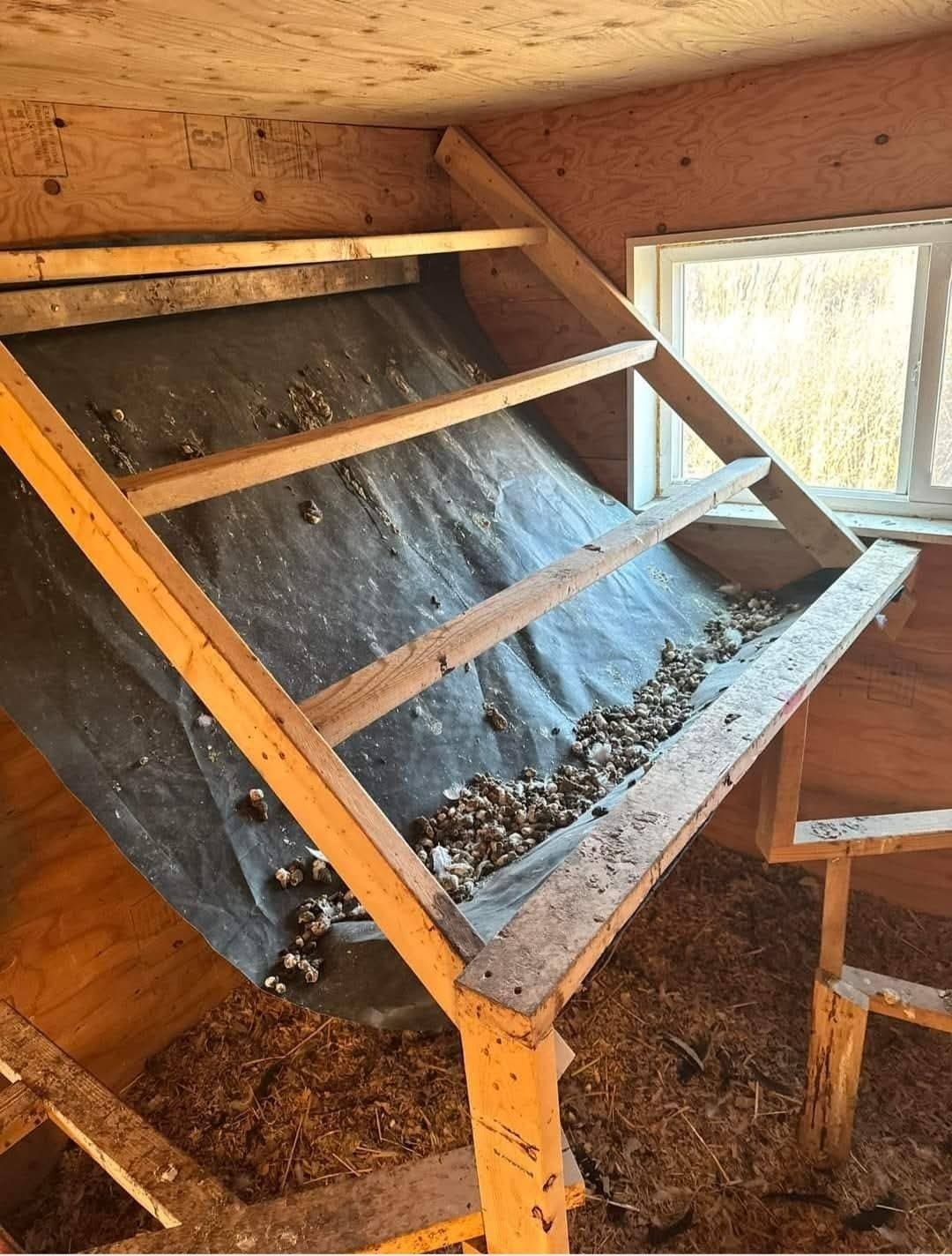 Slanted Poop Chute Roosting System