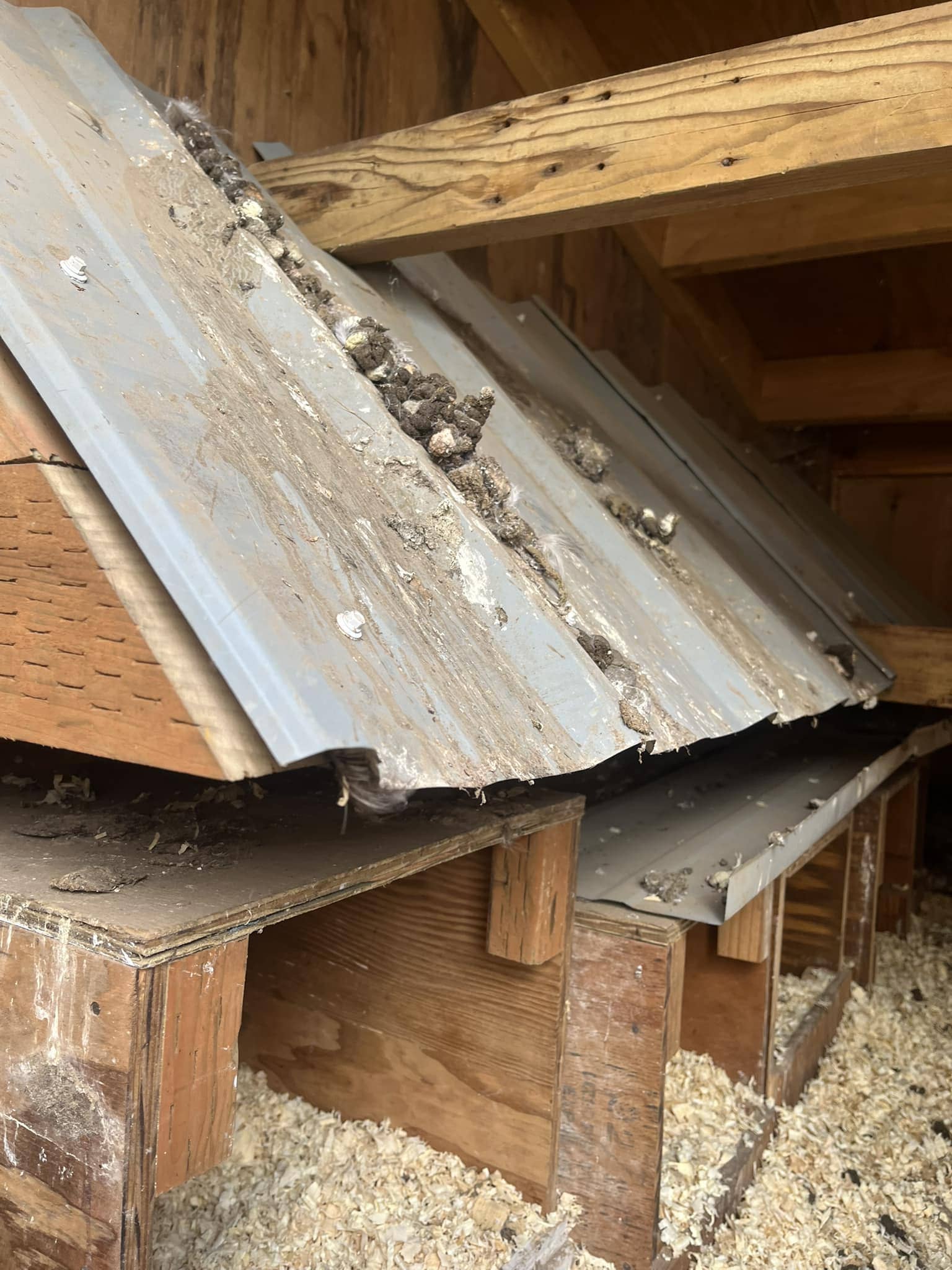 Sloped Roosting Bars for Easy Cleanup