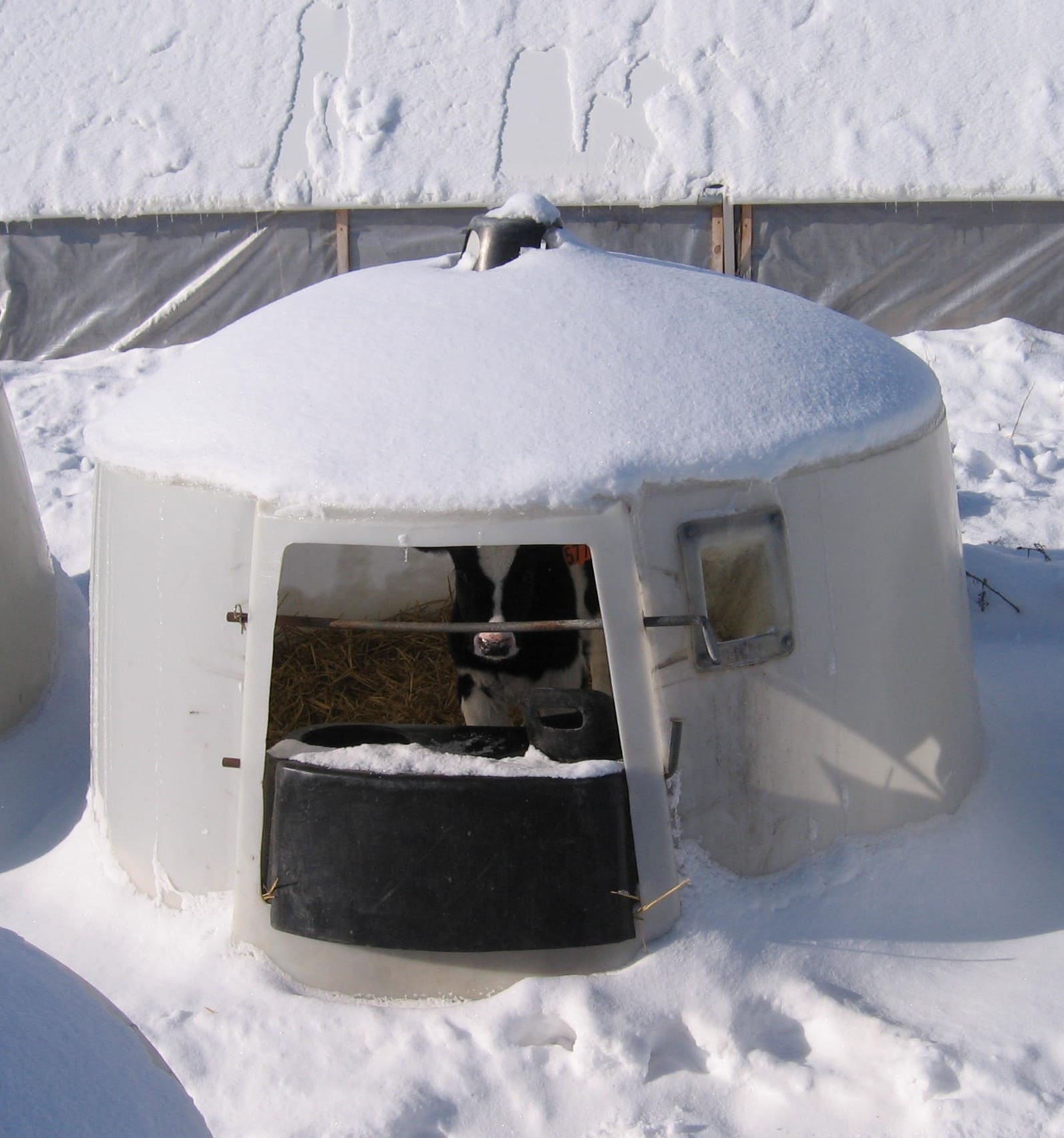 10+ Winterproof Ideas to Keep Your Livestock Warm and Safe Snow-Resistant Calf Hutch Shelter