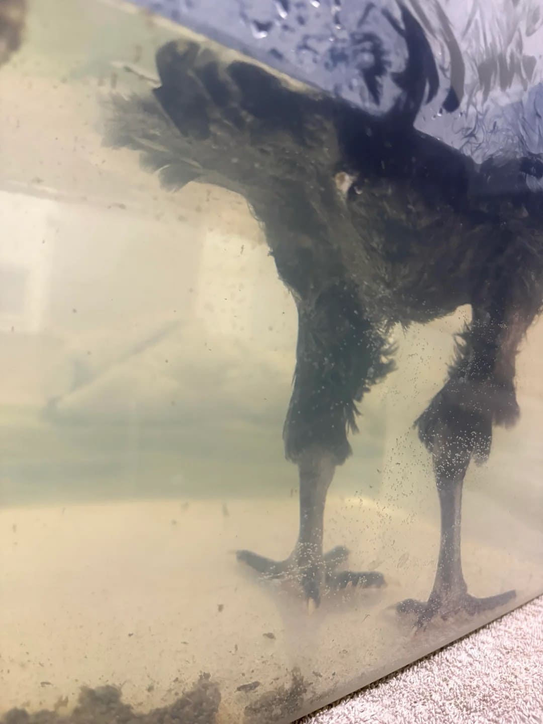 DIY Chicken Soaking Box for Bumblefoot Treatment