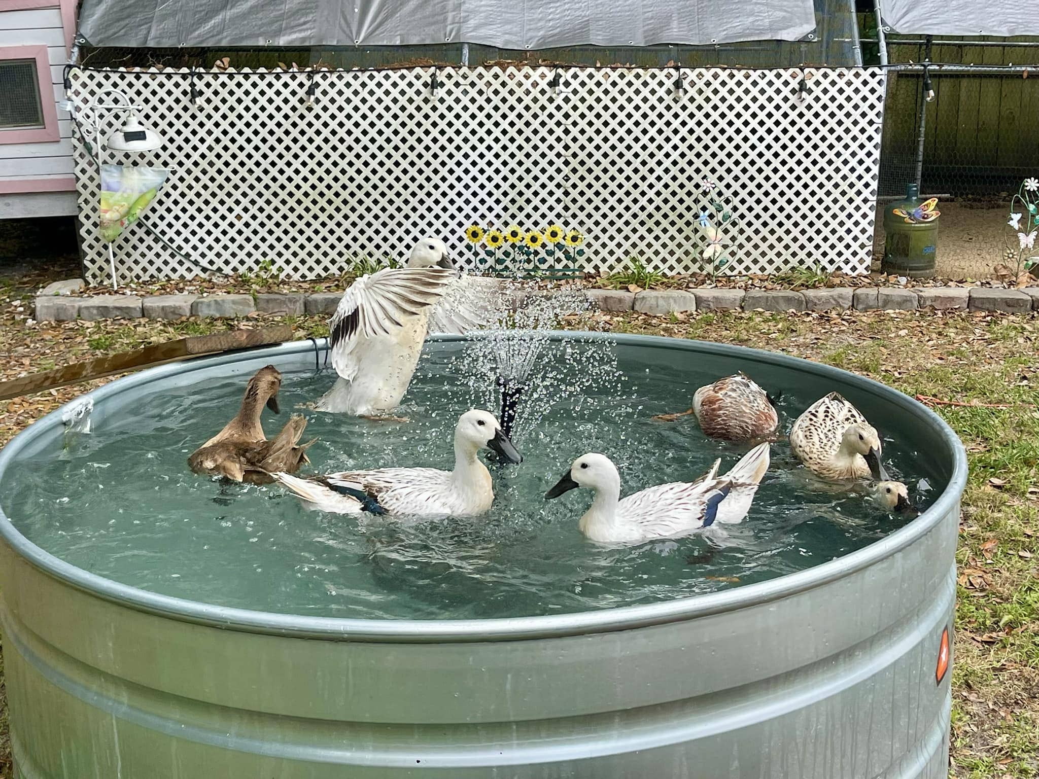 Stock-Tank Splash Oasis