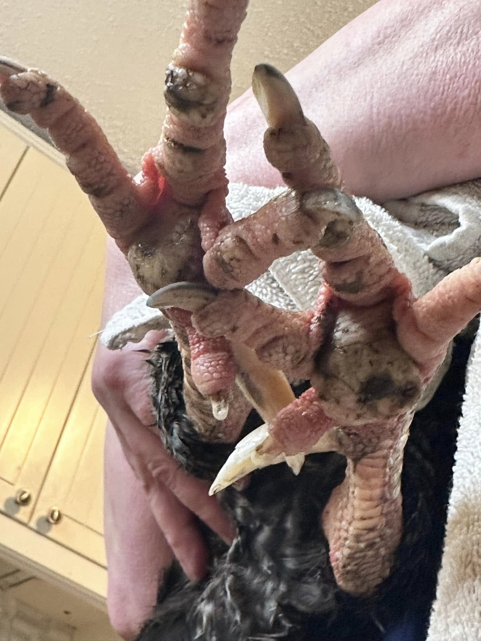 DIY Chicken Soaking Box for Bumblefoot Treatment