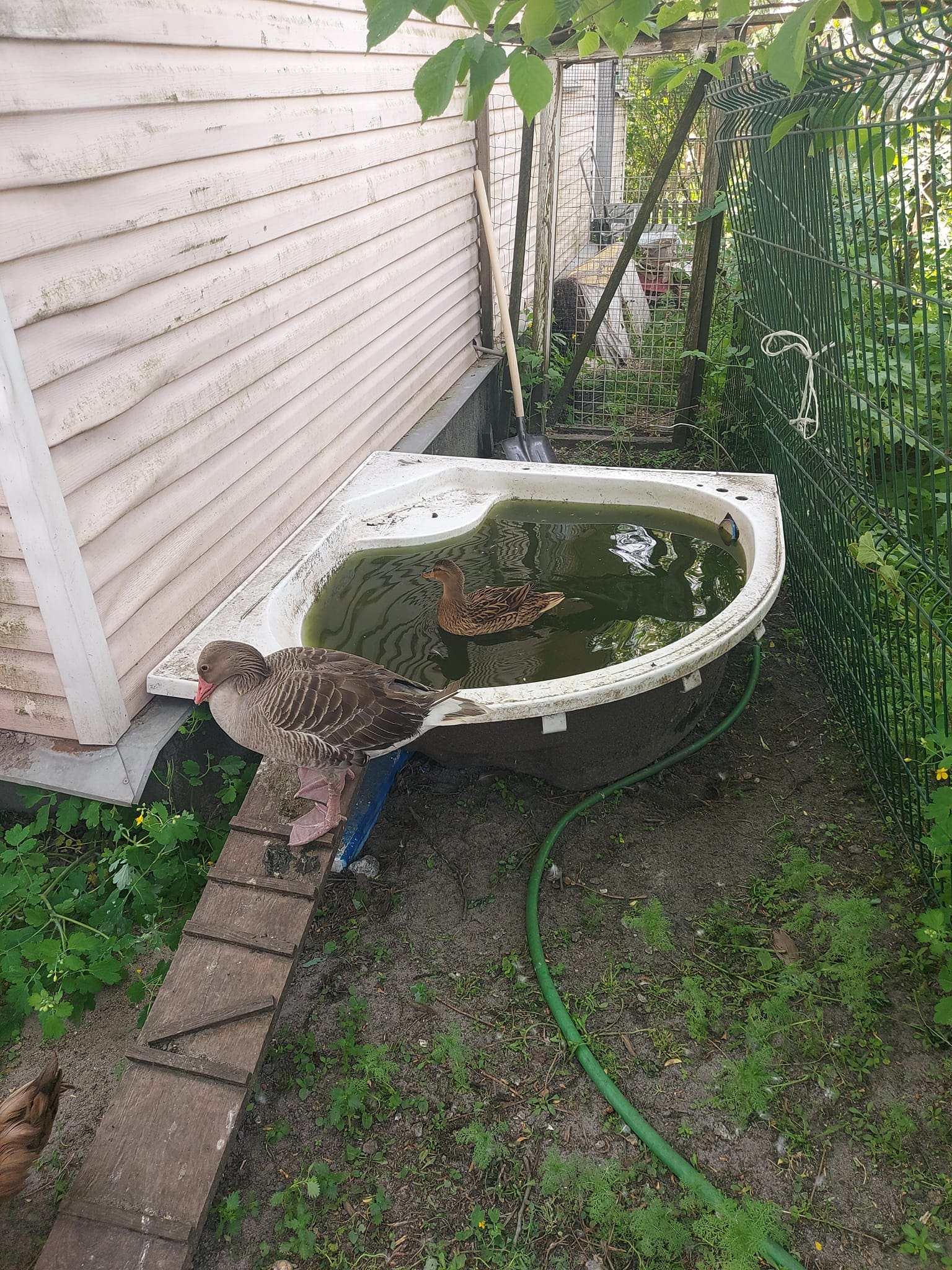 22 Creative Duck Pond Ideas for Cleaner Water and Happier Ducks