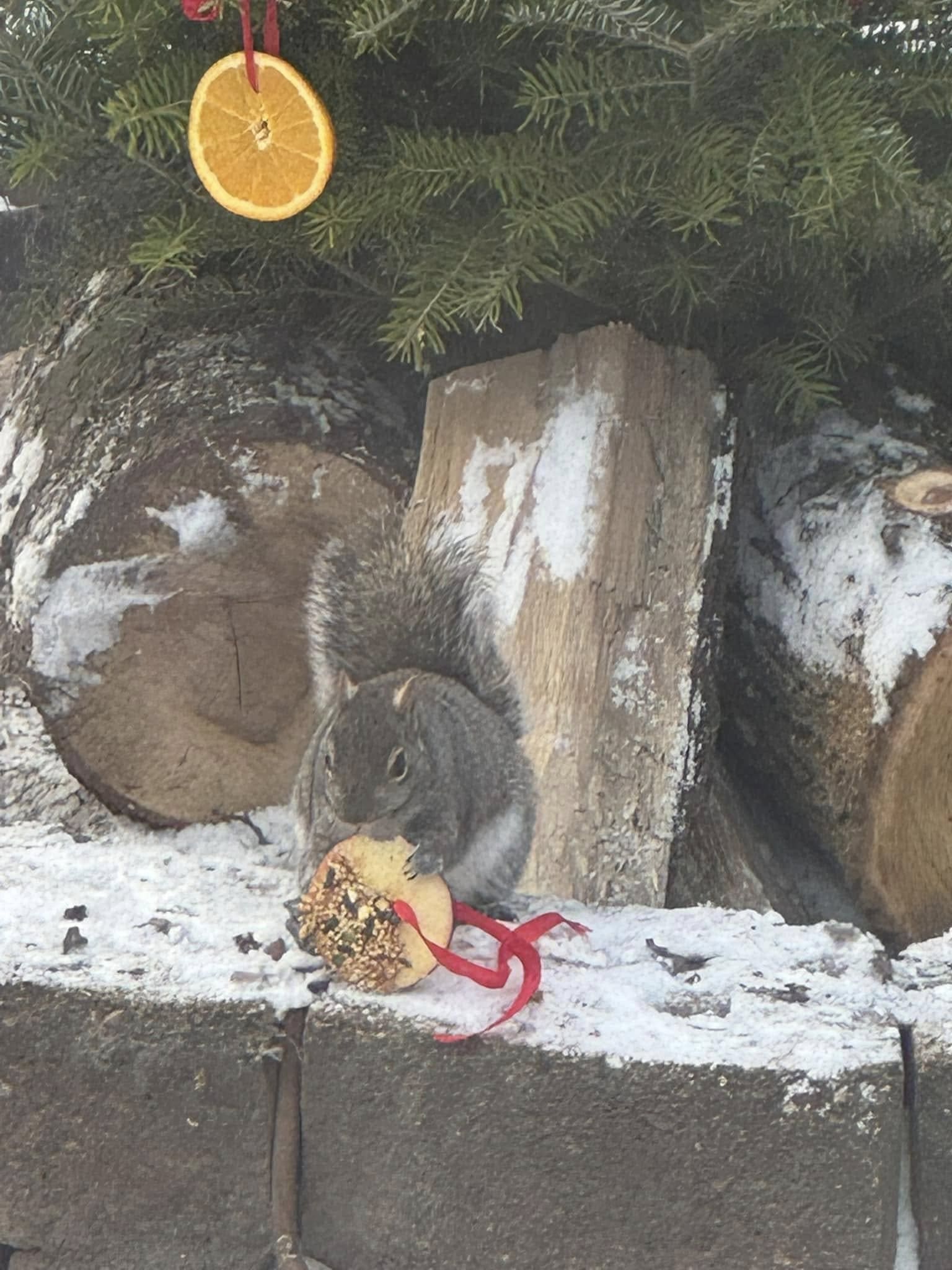 How to Turn Your Old Christmas Tree Into a Winter Wildlife Haven
