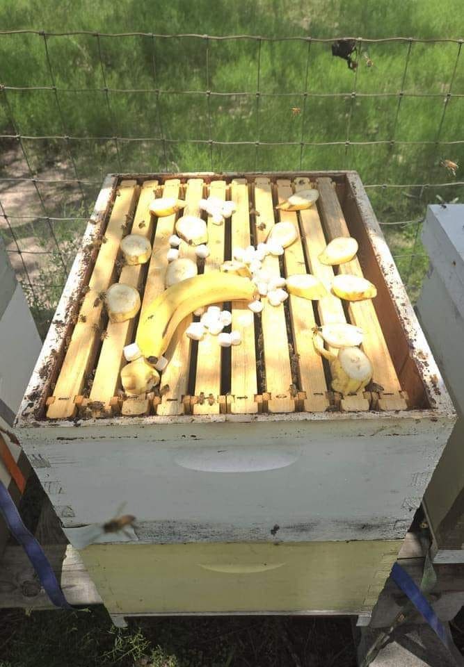 Full Guide on Feeding Bananas to Honey Bees