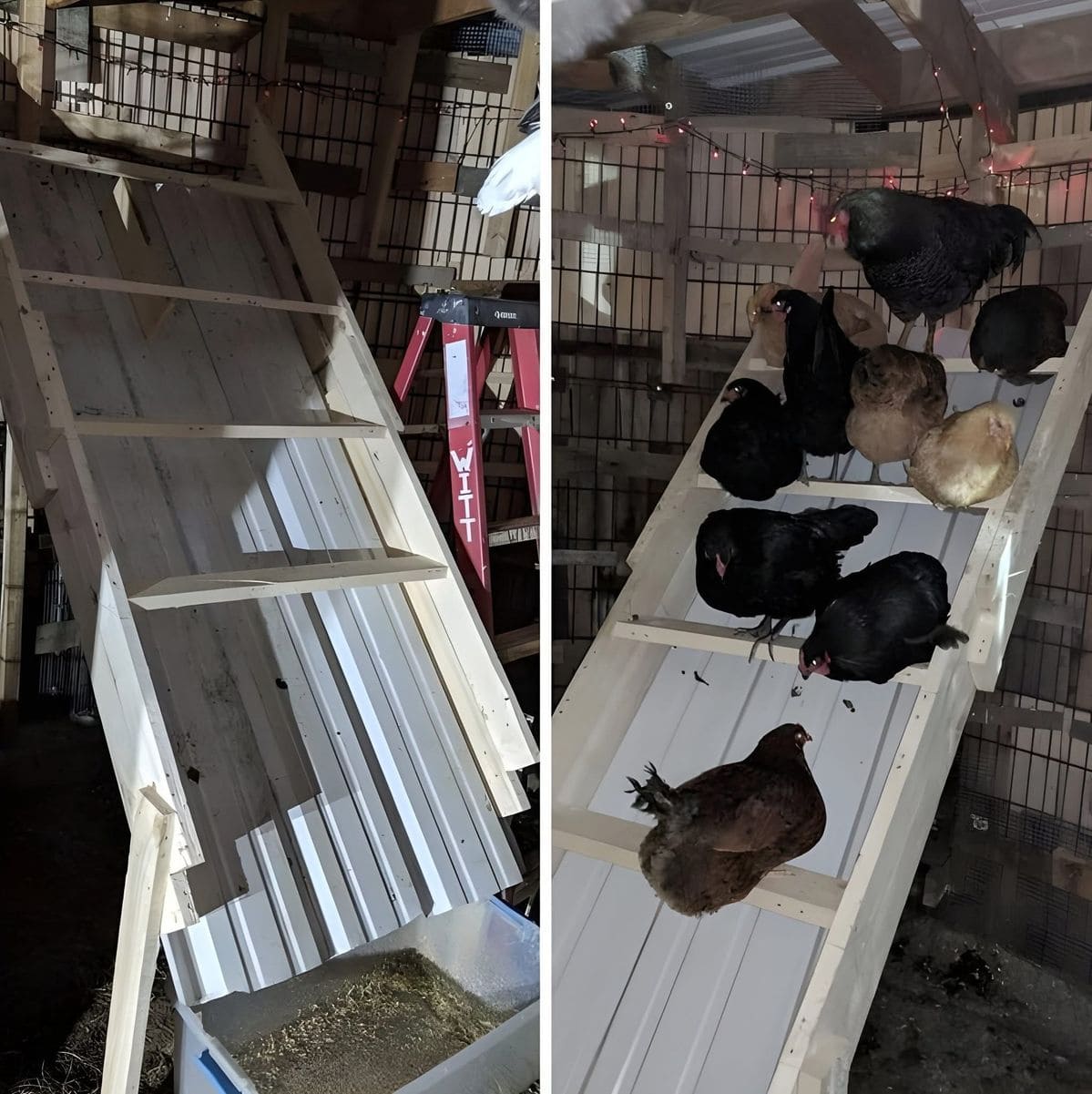 How to Build a Vertical Chicken Roost That Keeps Your Coop Clean and Cozy How to Build a Vertical Chicken Roost That Keeps Your Coop Clean and Cozy