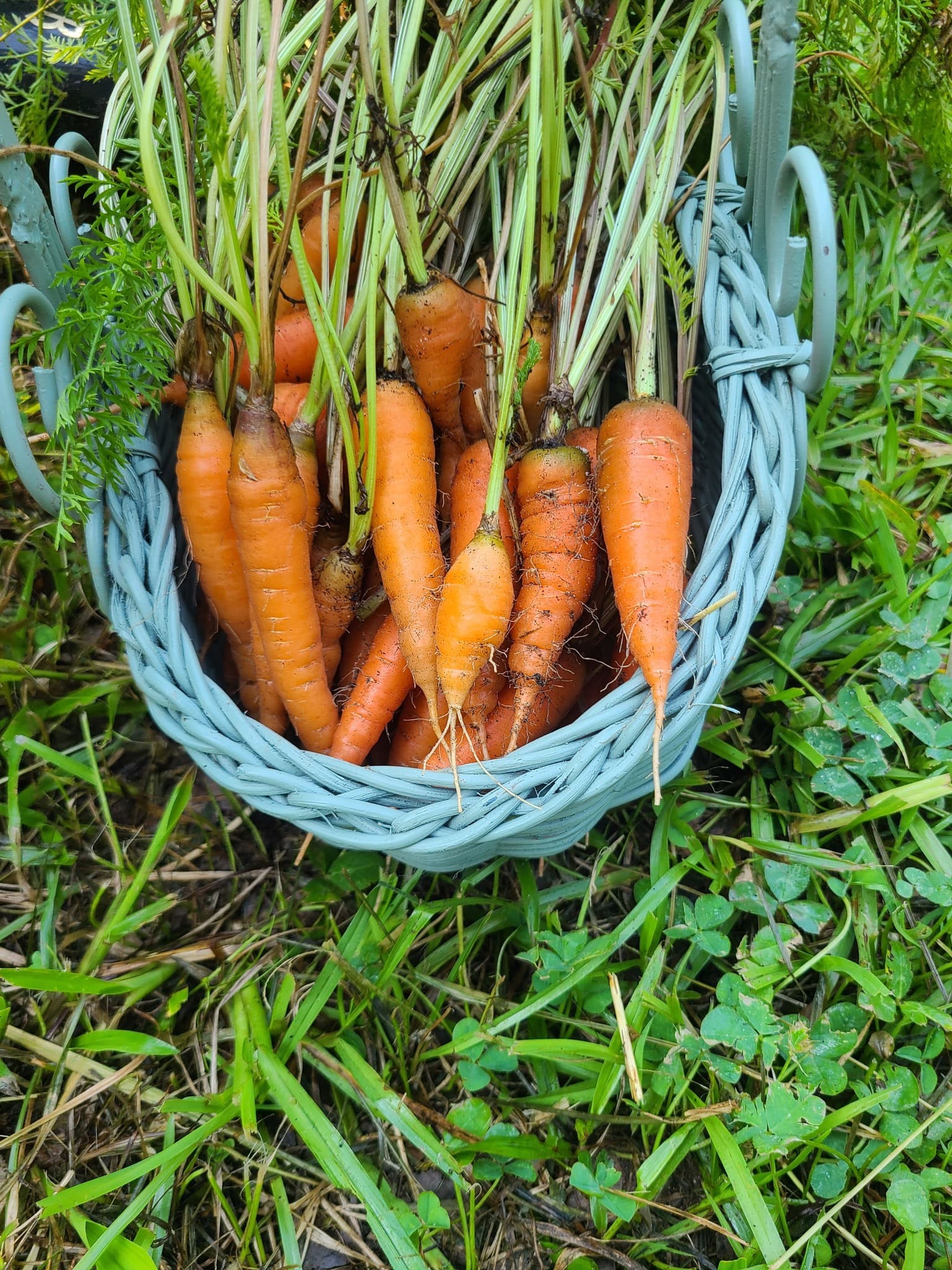 Planting Carrot Seeds Easily With This Cornstarch Trick Planting Carrot Seeds Easily With This Cornstarch Trick
