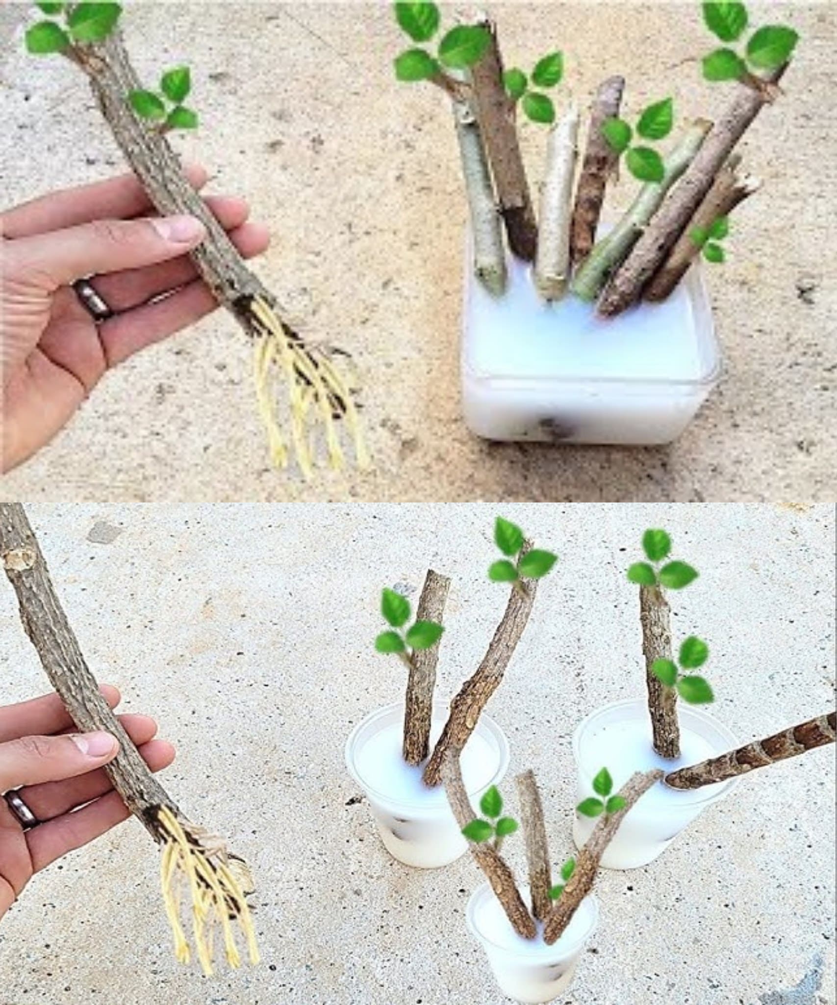 Simple Rooting Tonic From Sweet Potato and Rice Simple Rooting Tonic From Sweet Potato and Rice